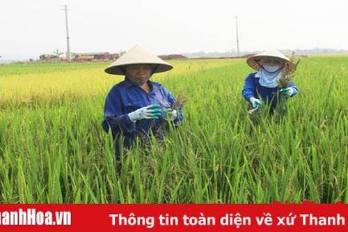 Thực hiện các giải pháp để hoàn thành mục tiêu phát triển nông nghiệp