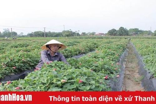 Hiệu quả kinh tế từ những vùng sản xuất nông nghiệp tập trung