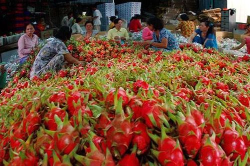 Thị trường Trung Quốc bấp bênh, nhiều trái cây Việt Nam điêu đứng