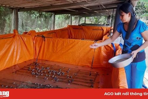 Nuôi ếch từ… chuồng heo bỏ trống