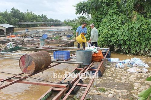 Quy hoạch vùng nuôi cá bè trên hồ Trị An