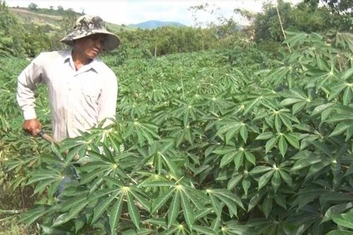 Làng Nua học tập và làm theo Bác