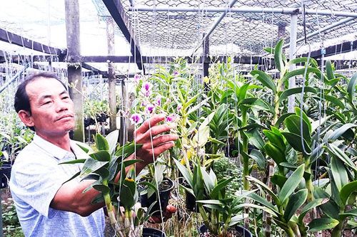 Hiệu quả từ trồng lan hữu cơ