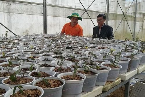 Lan Thạch hộc tía trên đất Ðơn Dương
