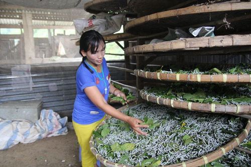 Đam Rông: Phát triển bền vững nghề trồng dâu nuôi tằm
