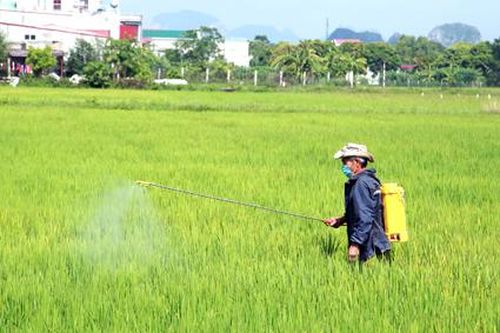 Yên Mô: Tập trung phòng trừ sâu bệnh cho lúa mùa