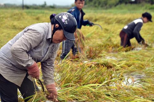 Gặt lúa, thu hoạch sắn chạy lũ