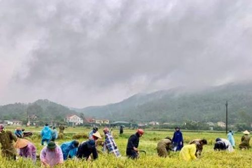 Người dân Hà Tĩnh hối hả thu hoạch lúa trong lũ