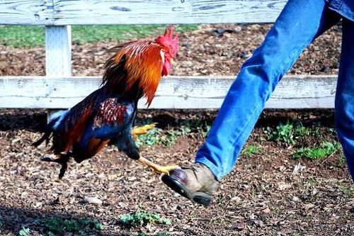 Bà lão bị gà mổ chết và sự nguy hiểm của bệnh giãn tĩnh mạch