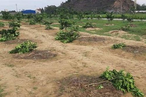 Chặt vườn cây bưởi nhà Chủ tịch xã để trả thù cá nhân