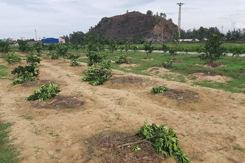 Chặt vườn bưởi của chủ tịch xã vì không được đánh bóng chuyền