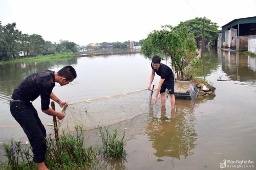 Hơn 3 tỷ đồng tiền cá của nông dân Nam Đàn trôi theo nước lũ