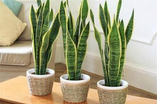 7 loại cây nên trồng trong nhà, không khí ô nhiễm đến mấy cũng được lọc sạch