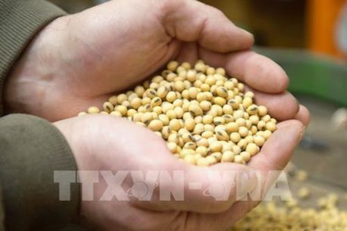 Giá lương thực giảm tháng thứ ba liên tiếp