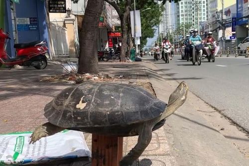 Nguy cơ tuyệt chủng nhanh... như rùa