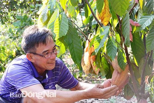 Đầu tư mạnh cho cánh đồng lớn