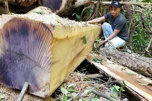 Khai thác gỗ trái phép tại vùng giáp ranh: Lực lượng quản lý bảo vệ rừng bất lực?