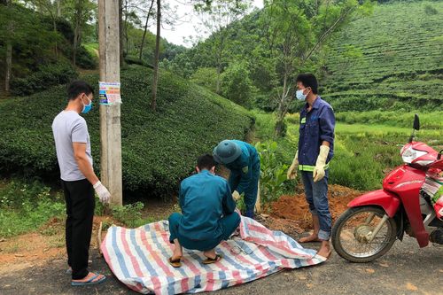 Bài học rút ra từ việc tiêu hủy lợn dịch ở Cáo Điền