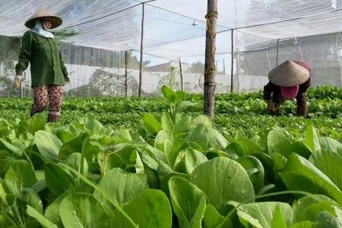 Nông sản hữu cơ có tiềm năng để xuất khẩu