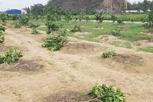 Thuê người chặt phá vườn cây của chủ tịch xã vì... tức giận
