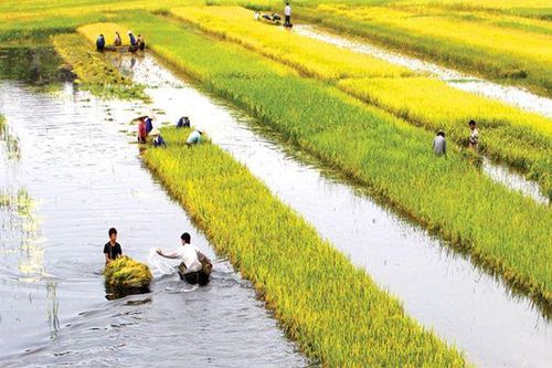 Bảo hiểm nông nghiệp... vẫn khó