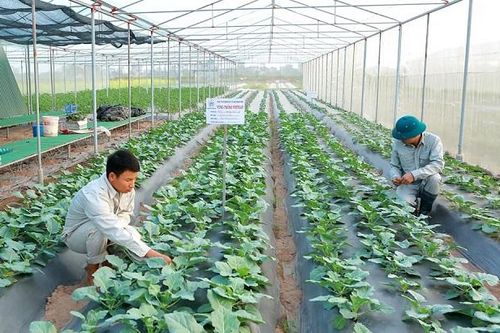 Làm nông thời 4.0