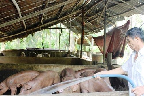 Tìm hướng phát triển bền vững cho ngành chăn nuôi
