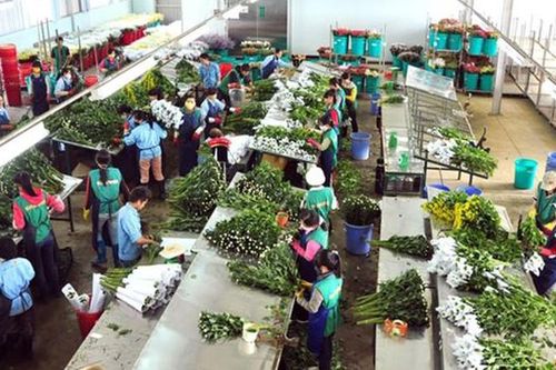 Vì sao hoa Đà Lạt không thể 'nở' trên đất người?