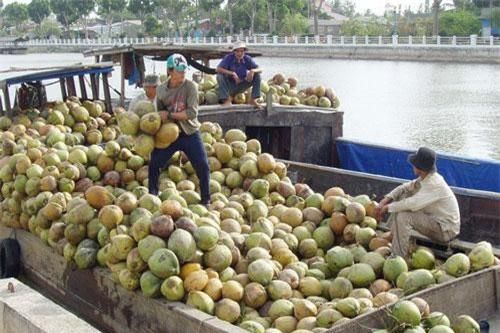Trà Vinh: Giá dừa khô tăng cao