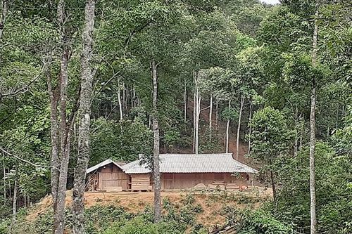 Cần đẩy nhanh tiến độ công bố quy hoạch 3 loại rừng