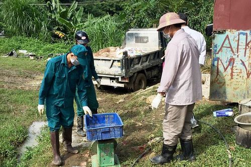 Cảnh giác trước diễn biến phức tạp của dịch tả lợn châu Phi