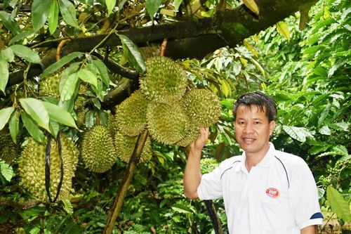 Khám phá vườn cây OCOP ở Hòa Ninh