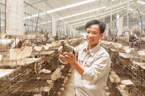 Thành công nhờ nuôi chim bồ câu Pháp