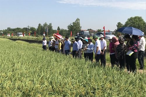 Sản xuất giống cây trồng chất lượng: Đòi hỏi cấp thiết