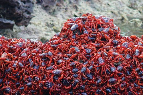 50 triệu con cua nhuộm đỏ đảo Giáng Sinh ở Australia