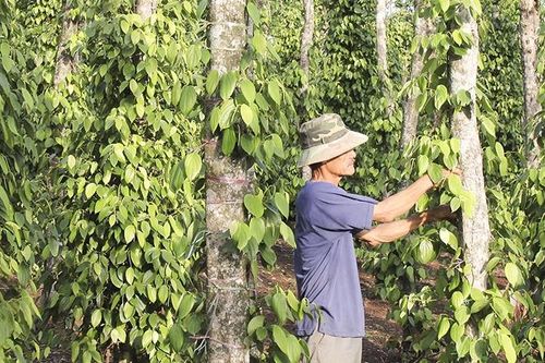 EVFTA, cơ hội cho hồ tiêu duy trì vị thế