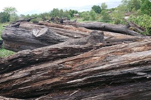 Hàng trăm m3 gỗ bị mục nát do chậm xử lý, trách nhiệm thuộc về ai?