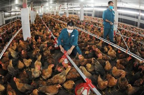 Cần có chính sách 'phúc lợi' cho động vật