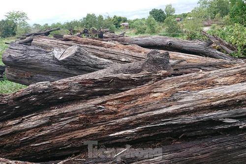 Cả nghìn m3 gỗ trục vớt rồi để mục nát, ai xót tài sản công?