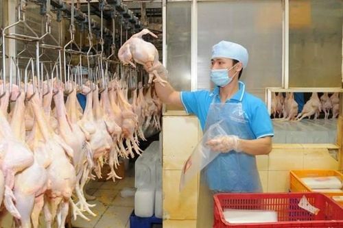 Xuất khẩu sản phẩm chăn nuôi đạt 449 triệu USD