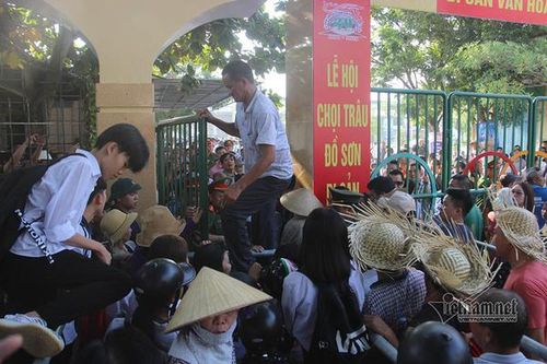 Giẫm lên nhau, trèo tường vào xem chọi trâu Đồ Sơn