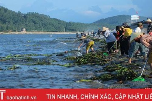 Người dân xã Cẩm Nhượng vớt bèo tây, rác thải dọc tuyến kè biển sau mưa bão