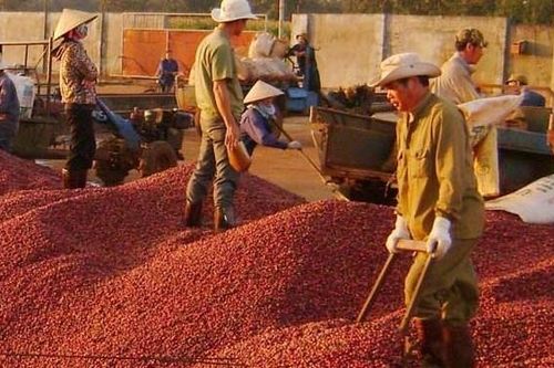 Không ồ ạt đầu tư chế biến sâu
