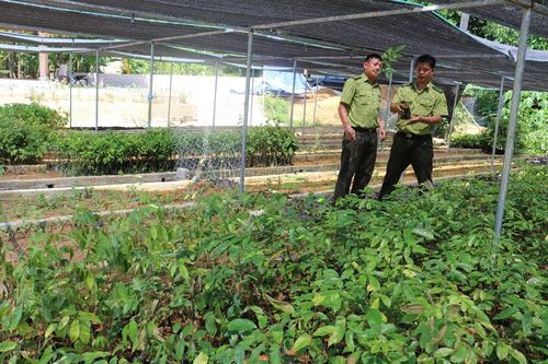 Bảo Yên: Phát triển bền vững trên 13.000 ha rừng phòng hộ