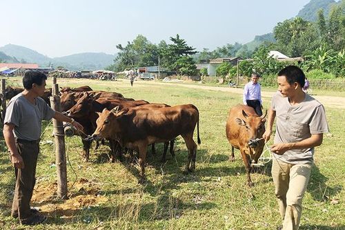 Tặng 30 con bò sinh sản cho hộ nghèo xã Kim Quan