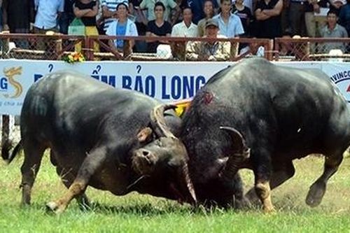 Hàng vạn người chen chân vào xem chọi trâu Đồ Sơn