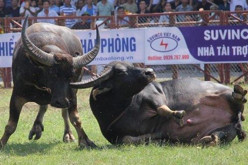Cận cảnh những pha giao tranh nảy lửa của các 'ông trâu' Đồ Sơn trong ngày hội lớn
