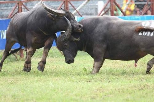 Khám phá những lễ hội độc đáo chỉ có tại Việt Nam