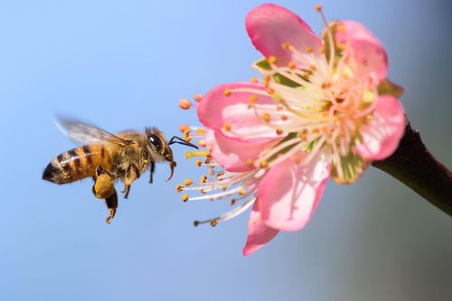 Điều gì xảy ra nếu toàn bộ côn trùng trên thế giới biến mất?