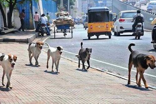 Cử tri đề nghị siết quản lý vật nuôi nơi công cộng